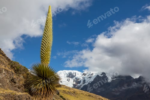 Vorschau: Puya