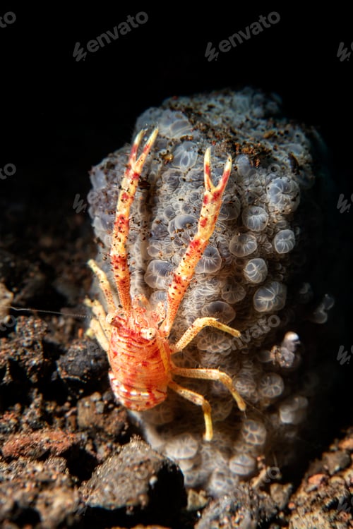 Preview: Orange squat lobster on a sponge