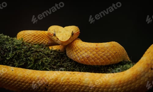 Preview: An Eyelash Viper in Costa Rica