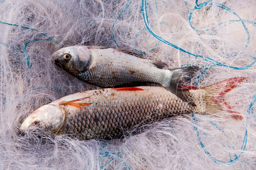 Preview: Fresh fish in a fishing nets.