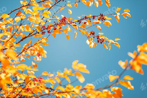 Preview: Colorful tree leaves in autumn