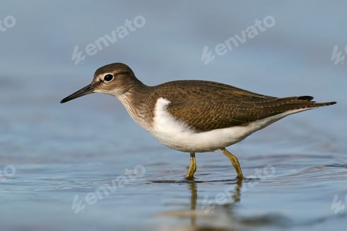 Preview: Common sandpiper (Actitis hypoleucos)