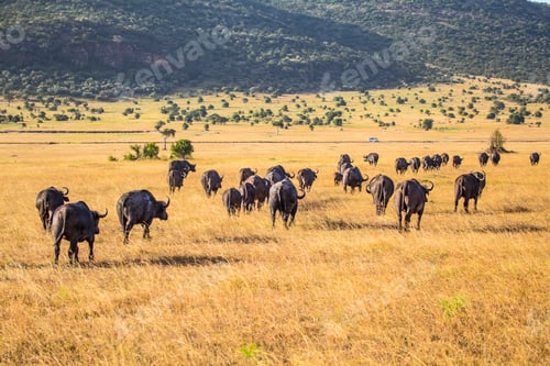 Preview: A group of African buffalos in the Masai Mara. Kenya