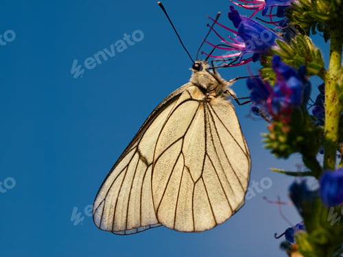 Preview: Beautiful butterfly