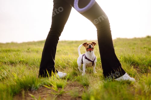Preview: Jack Russell Terrier dog playing with a toy in park on grass meadow. Domestic dog concept.