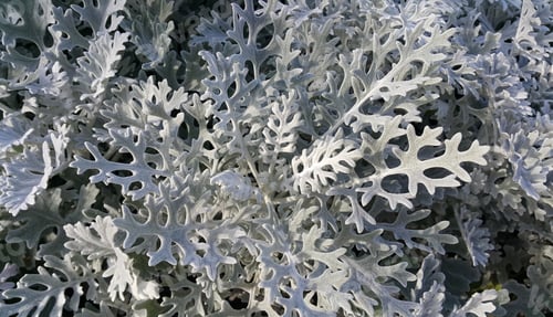 Preview: Silver ragwort or Cineraria maritima close-up nature background
