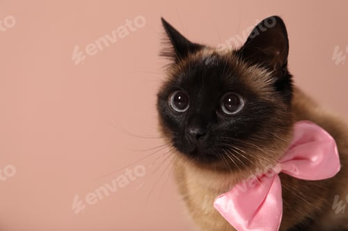 Preview: Adorable Thai cat with bow on pink background, closeup. Space for text