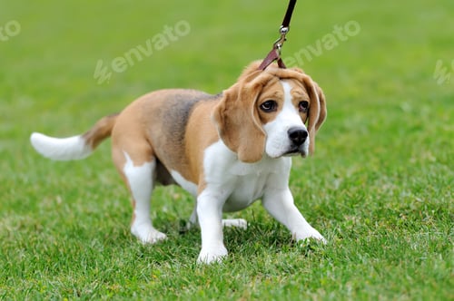 Preview: Close Beagle dog