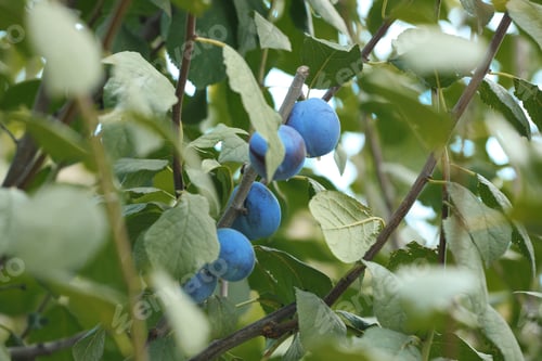 Preview: Ripe plums growing on tree in garden