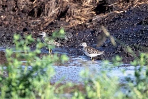 Preview: Wood Sandpipers Searching For Food