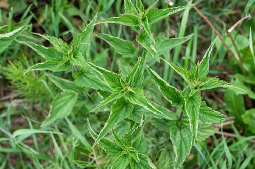 Preview: Nettle Plant in Natural Habitat