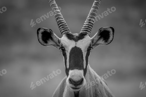 Vista previa: Gemsbok starring at the camera.