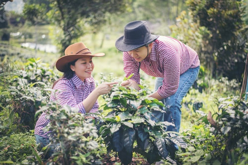 Preview: Young farmer
Coffee is harvesting coffee berries in coffee farm.