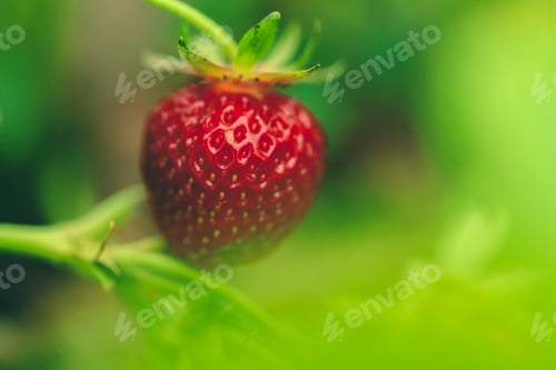 Preview: Strawberry field in the morning close up, no person