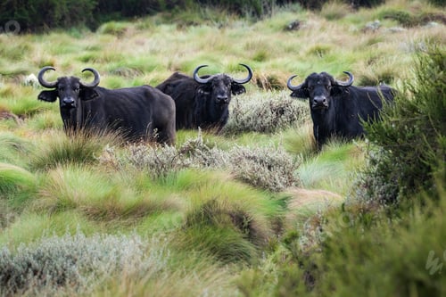 Preview: African Buffalo (Syncerus caffer aka Cape Buffalo) in Aberdare National Park, Kenya