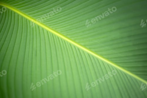 Preview: Green leaf background