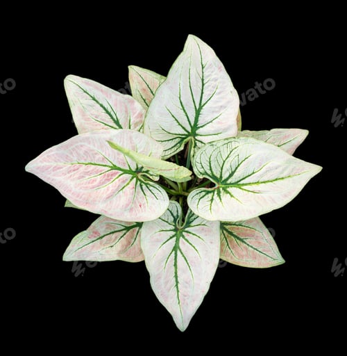 Preview: Beautiful colorful caladium on Black background isolate with clipping path