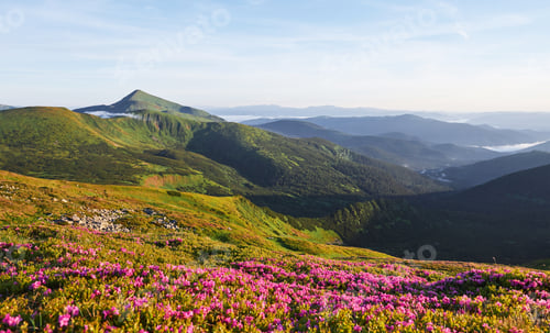 Preview: Rhododendrons bloom in a beautiful location in the mountains. Beautiful sunset. Blooming