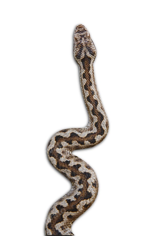 Preview: Snake camouflage. Vipera aspis detail isolated on white