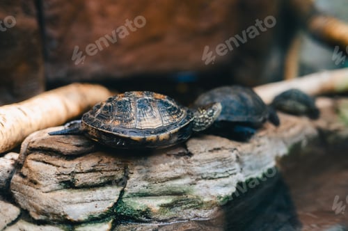 Preview: Close-up of turtles resting on a rock near water in a natural habitat.