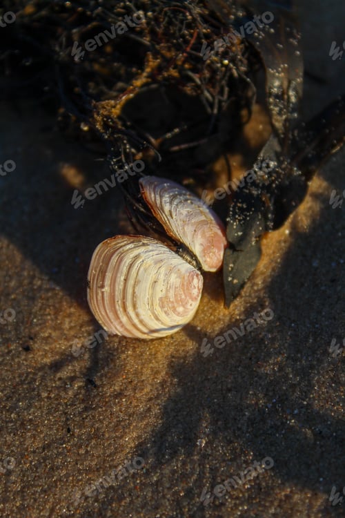 Preview: Beautiful seashell in the sand by the sea