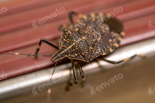 Preview: Yellow-spotted Stink Bug