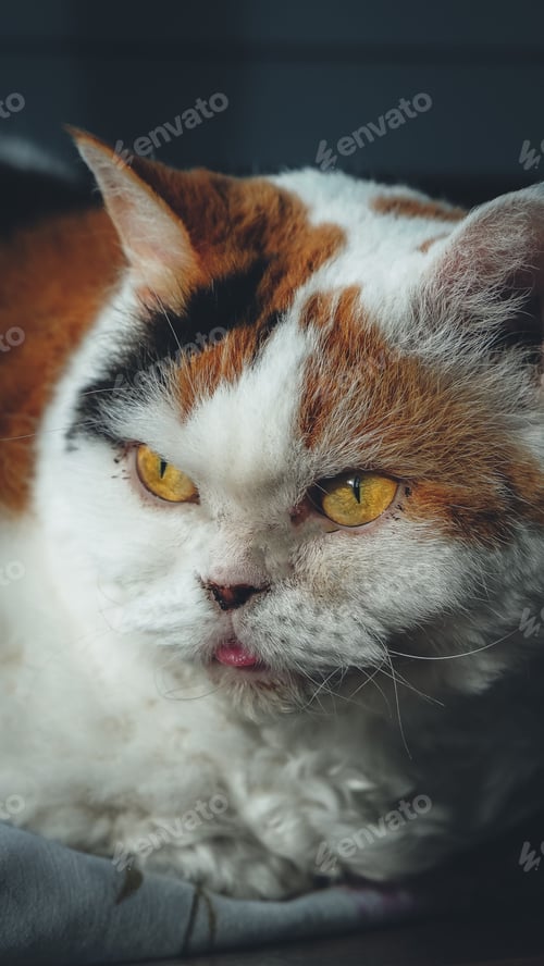 Preview: Brown and white striped with yellow eyes lying and looking towards