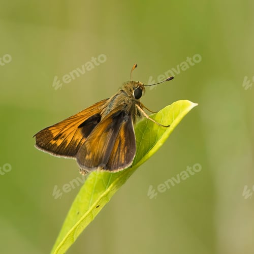 Preview: Skipper Butterfly. Dover, Tennessee
