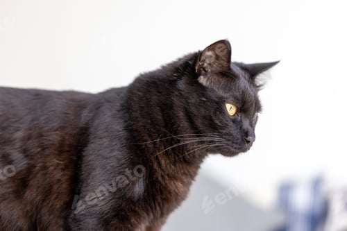 Preview: Black cat at home, domestic animal portrait
