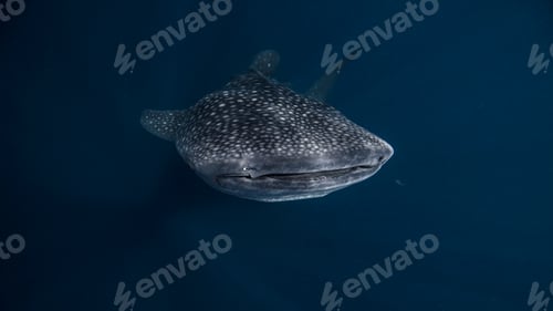 Preview: Whale Shark, underwater view, Cancun, Mexico