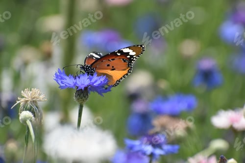 Preview: Close-up of a plain tiger (Danaus chrysippus) butterfly resting on a flower in a field
