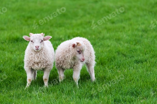 Preview: Two young sheep in pasture in Iceland