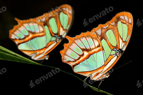 Preview: Tropical Butterfly, Amazonia, Ecuador