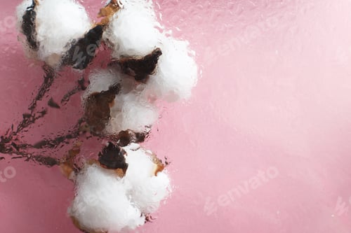 Preview: Beautiful white cotton flowers on pink background with drops of water under the glass surface.