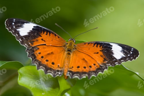 Preview: Colorful Butterfly in Melbourne Australia