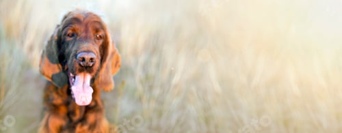 Preview: Funny dog nose