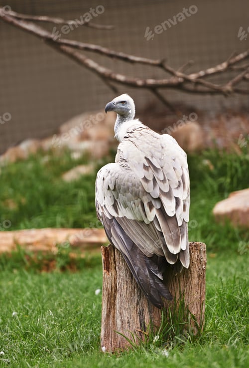 Preview: Vulture on the lookout