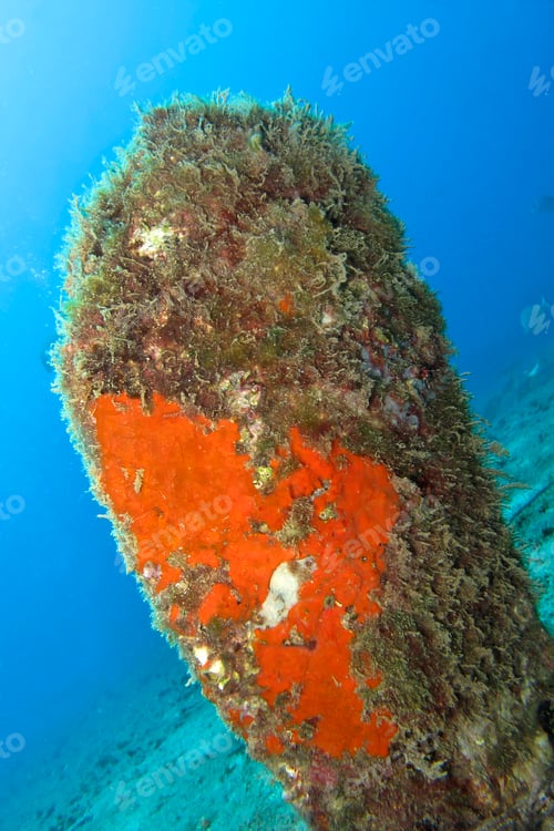 Preview: Noble Pen Shell, Cabo Cope Puntas del Canegre Natural Park, Spain