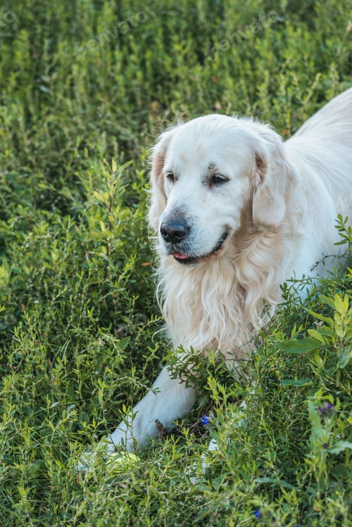 Preview: beautiful golden retriever dog lying on green grass in park