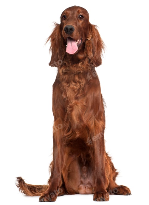 Preview: Irish Setter, 1 year old, sitting in front of white background