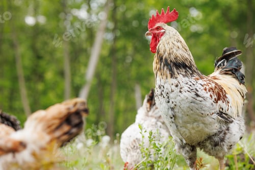 Preview: Majestic rooster standing in green meadow with free-range chickens blurred in background