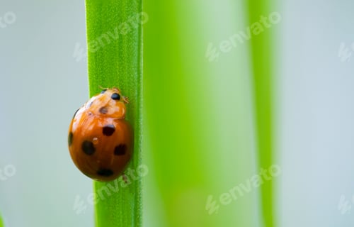 Vista previa: Lady bug on green leaves