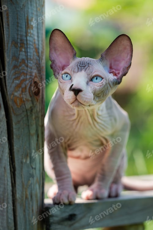 Preview: Sphynx Hairless kitten with blue eyes sits on wooden crossbar in enclosure of cattery, looking away
