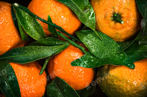 Preview: Tangerines or clementines, close up view
