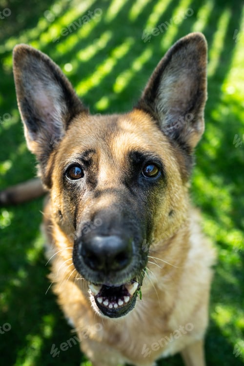 Preview: Dog German Shepherd adult , face portrait, outdoor on grass