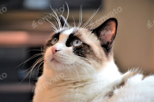 Preview: Beautiful ragdoll cat with blue eyes