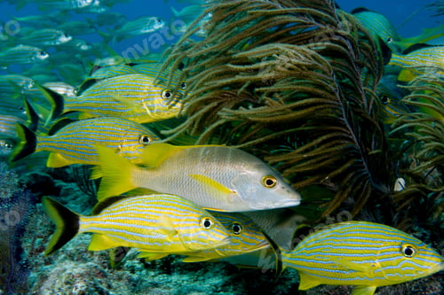 Preview: Schooling fish on coral reef, underwater view