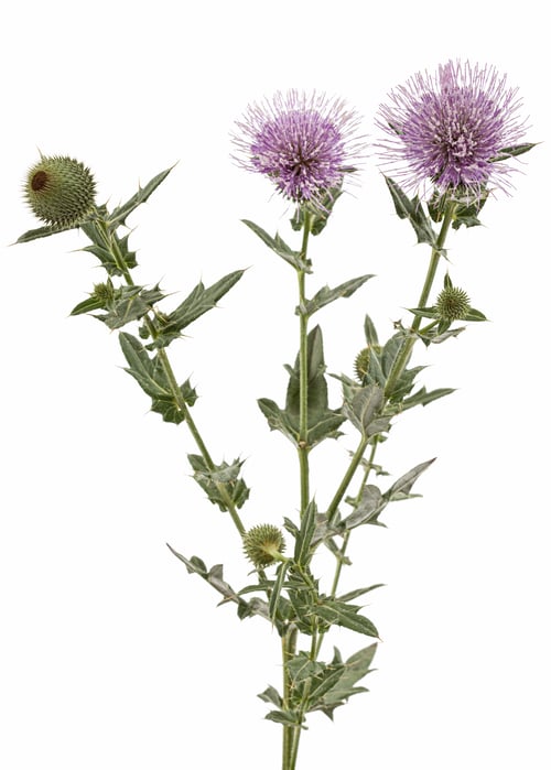Preview: Flower of thistle, lat. Carduus, isolated on white background