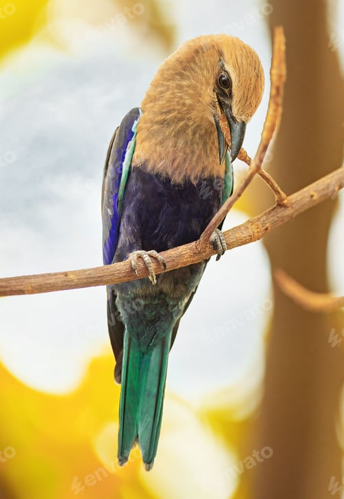 Preview: Purple finch (Haemorhous purpureus) bird perched on a twig with a lush green tree in the background