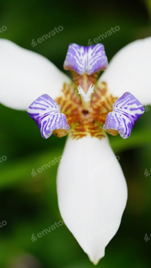 White and Purple Flower Bloom